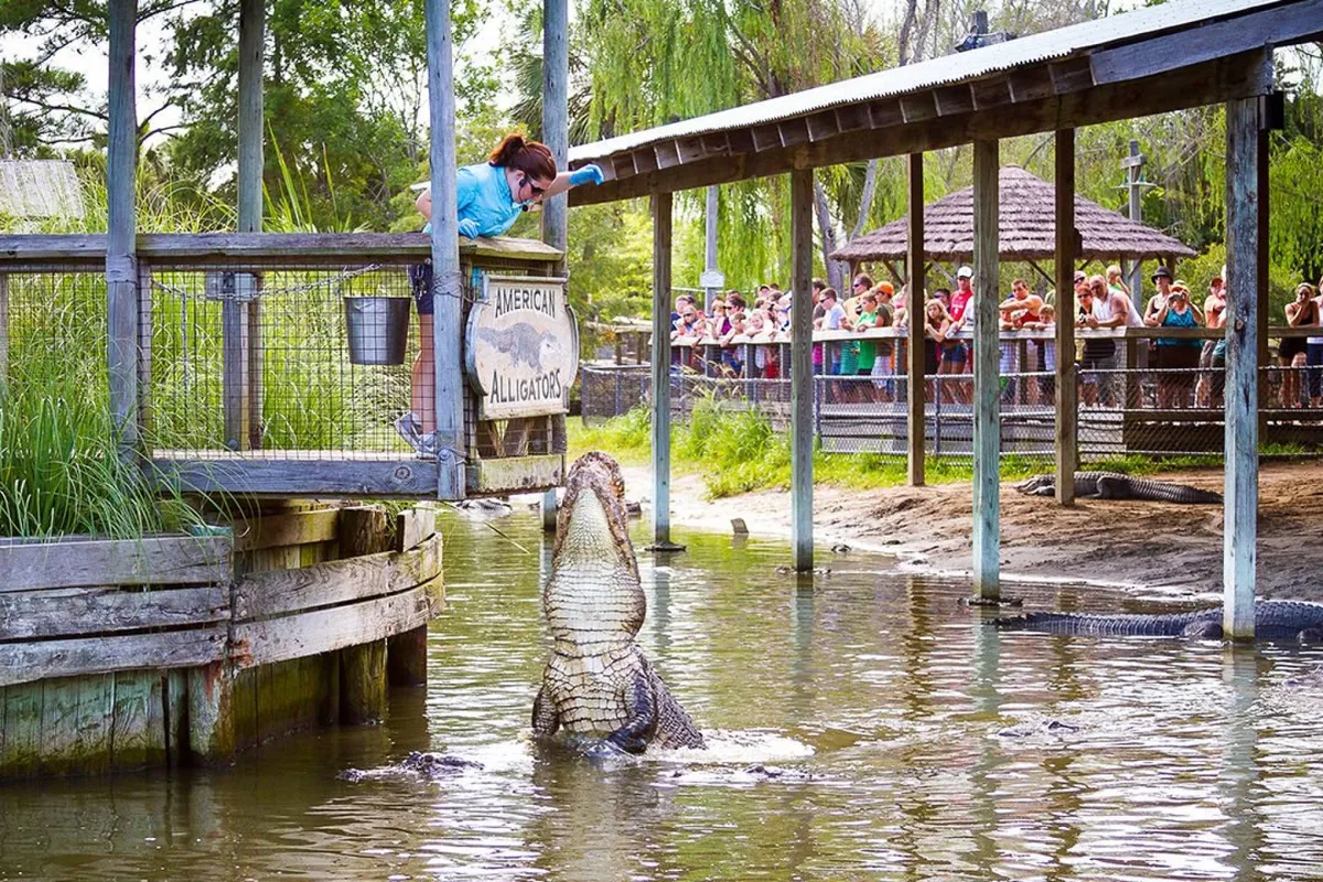 An exterior scene featuring an alligator in the water being fed by a woman, with a crowd of onlookers nearby. The natural outdoor setting is lively and engaging, capturing the excitement of local wildlife encounters.